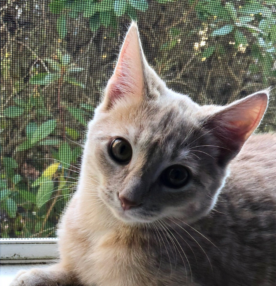 Jessica Deer, Vet Tech